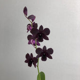 Dark Purple Dendrobium Orchids - Orchids - Luxe Florist - - Eat Cake Today - Birthday Cake Delivery - KL/PJ/Malaysia