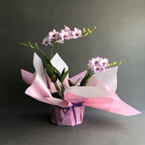 Dendrobium Enobi Purple Splash Orchids - Orchids - Luxe Florist - - Eat Cake Today - Birthday Cake Delivery - KL/PJ/Malaysia