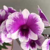 Dendrobium Yaya Purple Shaded White Orchids - Orchids - Luxe Florist - - Eat Cake Today - Birthday Cake Delivery - KL/PJ/Malaysia