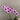 Dendrobium Yaya Purple Shaded White Orchids - Orchids - Luxe Florist - - Eat Cake Today - Birthday Cake Delivery - KL/PJ/Malaysia