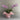 Dendrobium Yaya Purple Shaded White Orchids - Orchids - Luxe Florist - - Eat Cake Today - Birthday Cake Delivery - KL/PJ/Malaysia