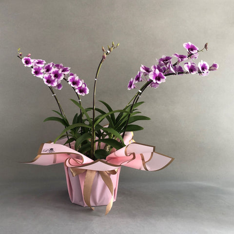 Dendrobium Yaya Purple Shaded White Orchids - Orchids - Luxe Florist - - Eat Cake Today - Birthday Cake Delivery - KL/PJ/Malaysia