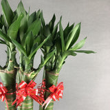 Dragon Lucky Lotus Bamboo Plant - Orchids - Luxe Florist - - Eat Cake Today - Birthday Cake Delivery - KL/PJ/Malaysia
