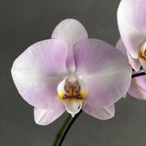 Light Pink Phalaenopsis Orchids - Orchids - Luxe Florist - - Eat Cake Today - Birthday Cake Delivery - KL/PJ/Malaysia