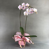 Light Pink Phalaenopsis Orchids - Orchids - Luxe Florist - - Eat Cake Today - Birthday Cake Delivery - KL/PJ/Malaysia
