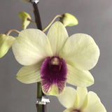 Light Yellow Dendrobium Orchids - Orchids - Luxe Florist - - Eat Cake Today - Birthday Cake Delivery - KL/PJ/Malaysia