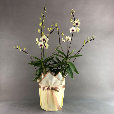 Light Yellow Dendrobium Orchids - Orchids - Luxe Florist - - Eat Cake Today - Birthday Cake Delivery - KL/PJ/Malaysia