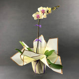 Light Yellow Phalaenopsis Orchids - Orchids - Luxe Florist - - Eat Cake Today - Birthday Cake Delivery - KL/PJ/Malaysia