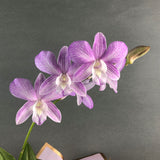 Lilac Stripe Dendrobium Orchids - Orchids - Luxe Florist - - Eat Cake Today - Birthday Cake Delivery - KL/PJ/Malaysia