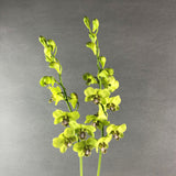 Lime Green Dendrobium Orchids - Orchids - Luxe Florist - - Eat Cake Today - Birthday Cake Delivery - KL/PJ/Malaysia
