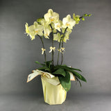 Lime Green Phalaenopsis Orchids - Orchids - Luxe Florist - - Eat Cake Today - Birthday Cake Delivery - KL/PJ/Malaysia