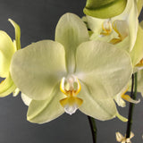 Lime Green Phalaenopsis Orchids - Orchids - Luxe Florist - - Eat Cake Today - Birthday Cake Delivery - KL/PJ/Malaysia