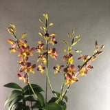 Maroon Gold Bicolor Dendrobium Orchids - Orchids - Luxe Florist - - Eat Cake Today - Birthday Cake Delivery - KL/PJ/Malaysia
