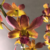Maroon Gold Bicolor Dendrobium Orchids - Orchids - Luxe Florist - - Eat Cake Today - Birthday Cake Delivery - KL/PJ/Malaysia