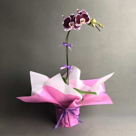 Maroon Phalaenopsis Orchids - Orchids - Luxe Florist - - Eat Cake Today - Birthday Cake Delivery - KL/PJ/Malaysia