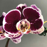 Maroon Phalaenopsis Orchids - Orchids - Luxe Florist - - Eat Cake Today - Birthday Cake Delivery - KL/PJ/Malaysia