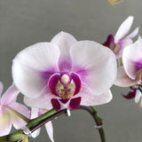Mini Pink Lip White Phalaenopsis Orchids - Orchids - Luxe Florist - - Eat Cake Today - Birthday Cake Delivery - KL/PJ/Malaysia