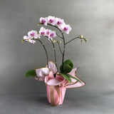 Mini Pink Lip White Phalaenopsis Orchids - Orchids - Luxe Florist - - Eat Cake Today - Birthday Cake Delivery - KL/PJ/Malaysia