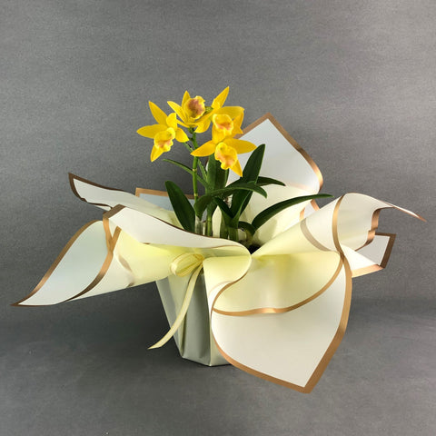 Mini Yellow Cattleya Orchids - Orchids - Luxe Florist - - Eat Cake Today - Birthday Cake Delivery - KL/PJ/Malaysia