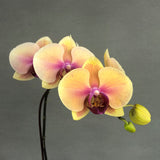 Pastel Peach & Lavender Bicolor Phalaenopsis Orchids - Orchids - Luxe Florist - - Eat Cake Today - Birthday Cake Delivery - KL/PJ/Malaysia