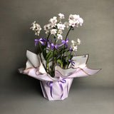 Pearl White Dendrobium Orchids - Orchids - Luxe Florist - - Eat Cake Today - Birthday Cake Delivery - KL/PJ/Malaysia