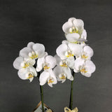 Pearl White Phalaenopsis Orchids - Orchids - Luxe Florist - - Eat Cake Today - Birthday Cake Delivery - KL/PJ/Malaysia