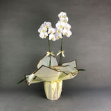 Pearl White Phalaenopsis Orchids - Orchids - Luxe Florist - - Eat Cake Today - Birthday Cake Delivery - KL/PJ/Malaysia