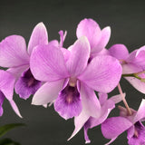 Pink Dendrobium Orchids - Orchids - Luxe Florist - - Eat Cake Today - Birthday Cake Delivery - KL/PJ/Malaysia