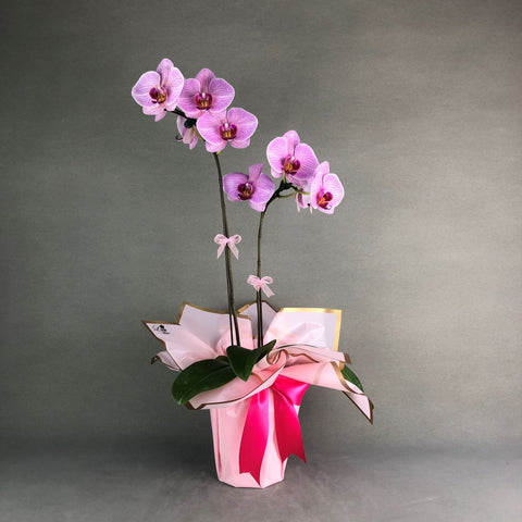 Pink Stripe Phalaenopsis Orchids - Orchids - Luxe Florist - - Eat Cake Today - Birthday Cake Delivery - KL/PJ/Malaysia