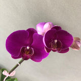 Purple Fuchsia Phalaenopsis Orchids - Orchids - Luxe Florist - - Eat Cake Today - Birthday Cake Delivery - KL/PJ/Malaysia