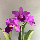 Purple Pink Cattleya Orchids - Orchids - Luxe Florist - - Eat Cake Today - Birthday Cake Delivery - KL/PJ/Malaysia