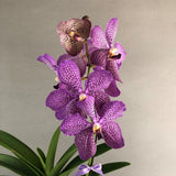 Purple Spotted Mokara Orchids - Orchids - Luxe Florist - - Eat Cake Today - Birthday Cake Delivery - KL/PJ/Malaysia