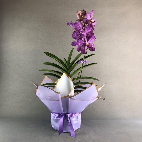 Purple Spotted Mokara Orchids - Orchids - Luxe Florist - - Eat Cake Today - Birthday Cake Delivery - KL/PJ/Malaysia