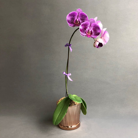 Purple Spotted Phalaenopsis Orchids - Orchids - Luxe Florist - - Eat Cake Today - Birthday Cake Delivery - KL/PJ/Malaysia