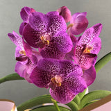 Purple Spotted Vanda Orchids - Orchids - Luxe Florist - - Eat Cake Today - Birthday Cake Delivery - KL/PJ/Malaysia