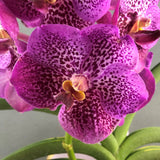 Purple Spotted Vanda Orchids - Orchids - Luxe Florist - - Eat Cake Today - Birthday Cake Delivery - KL/PJ/Malaysia