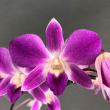 Purple & White Bicolor Dendrobium Orchids - Orchids - Luxe Florist - - Eat Cake Today - Birthday Cake Delivery - KL/PJ/Malaysia