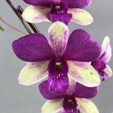 Purple with Yellow Green Dendrobium Orchids - Orchids - Luxe Florist - - Eat Cake Today - Birthday Cake Delivery - KL/PJ/Malaysia