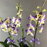 Purple & Yellow Bicolor Dendrobium Orchids - Orchids - Luxe Florist - - Eat Cake Today - Birthday Cake Delivery - KL/PJ/Malaysia