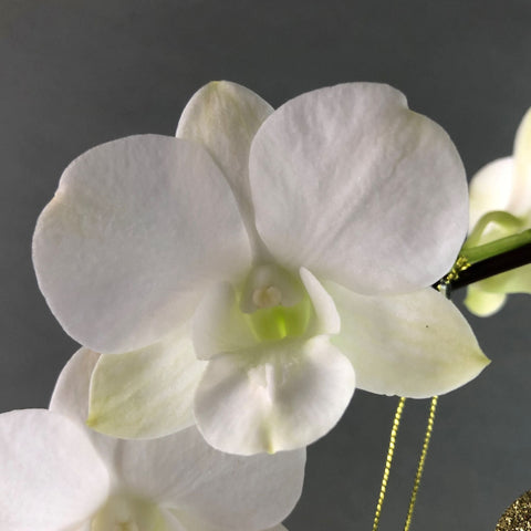 Raya Dendrobium Orchids - Orchids - Luxe Florist - 1 Stalk - Eat Cake Today - Birthday Cake Delivery - KL/PJ/Malaysia