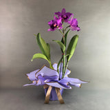 Valentine's Cattleya Orchids - Orchids - Luxe Florist - - Eat Cake Today - Birthday Cake Delivery - KL/PJ/Malaysia