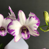 Valentine's Dendrobium Orchids Gift Set - Orchids - Luxe Florist - 1 Stalk - Eat Cake Today - Birthday Cake Delivery - KL/PJ/Malaysia