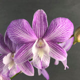 Valentine's Dendrobium Orchids Gift Set - Orchids - Luxe Florist - 1 Stalk - Eat Cake Today - Birthday Cake Delivery - KL/PJ/Malaysia
