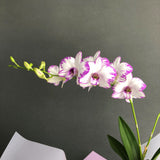 Valentine's Dendrobium Orchids Gift Set - Orchids - Luxe Florist - - Eat Cake Today - Birthday Cake Delivery - KL/PJ/Malaysia