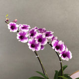 Valentine's Dendrobium Orchids - Orchids - Luxe Florist - - Eat Cake Today - Birthday Cake Delivery - KL/PJ/Malaysia