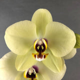 Valentine's Phalaenopsis Orchids Gift Set - Orchids - Luxe Florist - Yellow - Eat Cake Today - Birthday Cake Delivery - KL/PJ/Malaysia