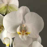 Valentine's Phalaenopsis Orchids - Orchids - Luxe Florist - 1 Stalk - Eat Cake Today - Birthday Cake Delivery - KL/PJ/Malaysia
