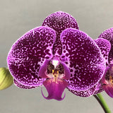 Valentine's Phalaenopsis Orchids - Orchids - Luxe Florist - 1 Stalk - Eat Cake Today - Birthday Cake Delivery - KL/PJ/Malaysia