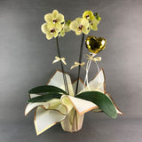 Valentine's Phalaenopsis Orchids - Orchids - Luxe Florist - - Eat Cake Today - Birthday Cake Delivery - KL/PJ/Malaysia