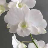 White Dendrobium Orchids - Orchids - Luxe Florist - - Eat Cake Today - Birthday Cake Delivery - KL/PJ/Malaysia
